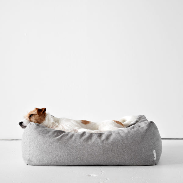 Dog looking on Zz Bed 1