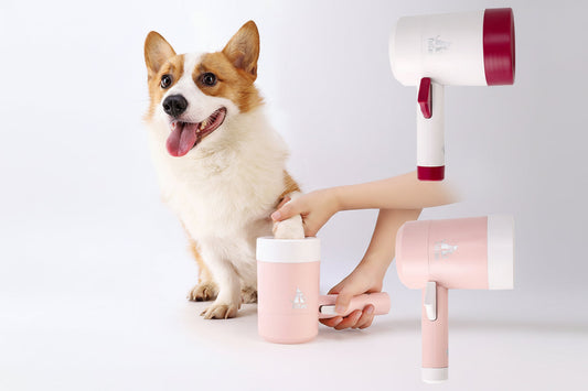 Dog being groomed with a pink pet hair dryer and cup on a white background