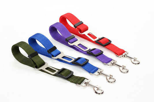 Set of colorful dog leashes with a close-up of a blue leash and a small brown dog.