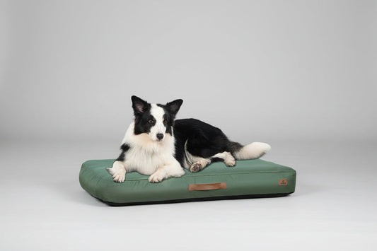Medium inflatable waterproof dog bed for indoor and outdoor use