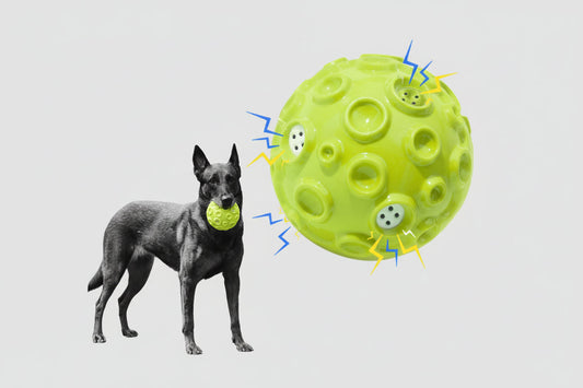 Dog playing with a green textured ball on a white background