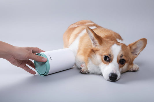 Dog lying on a gray surface next to a white and green container held by a hand.